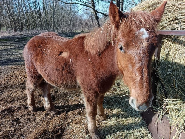 Elad� hidegv�r� csik�