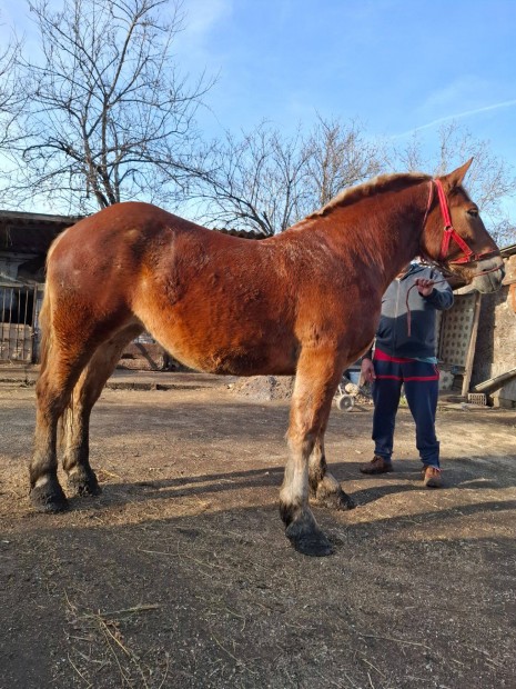 Elad hidegvr kanca csik