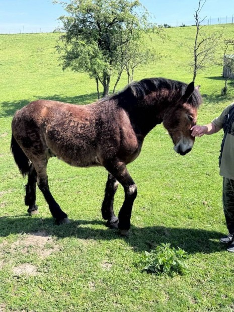 Elad hidegvr mn csik