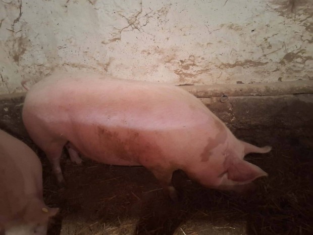 Elad� hiz�, kb 200kg vagy feletti