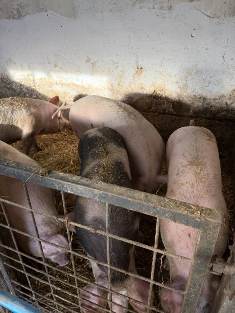 Elad� h�z� sert�sek