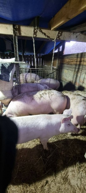 Elad� hiz�k 700/kg