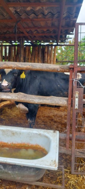 Elad hizot bika kb 500 kilos