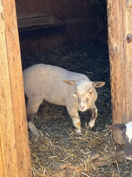 Eladó húsvéti bárányok