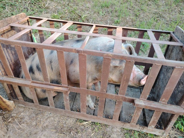 Eladó illetve cserélhető 200kg körüli zégers*pietrin keverék koca