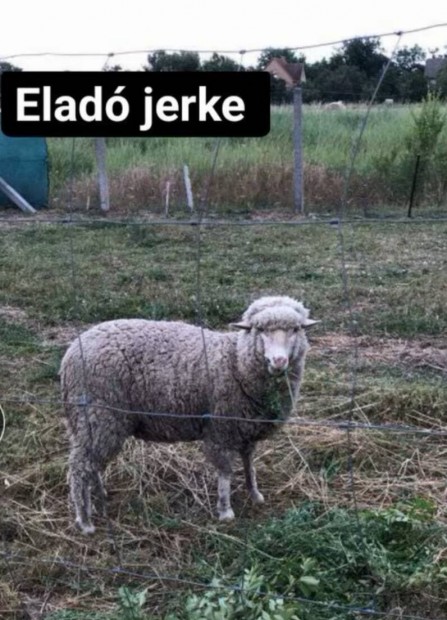Elad jerke 