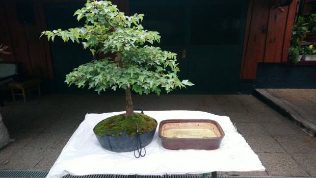 Elad juhar bonsai