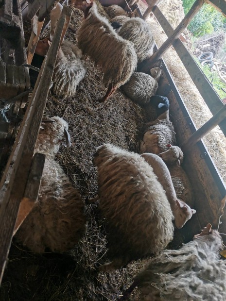 Elad juhok Tiszapspkiben