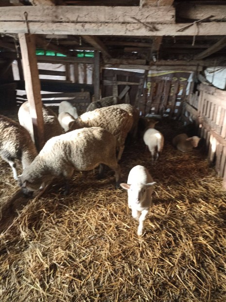 Elad� juhok, b�r�nyok