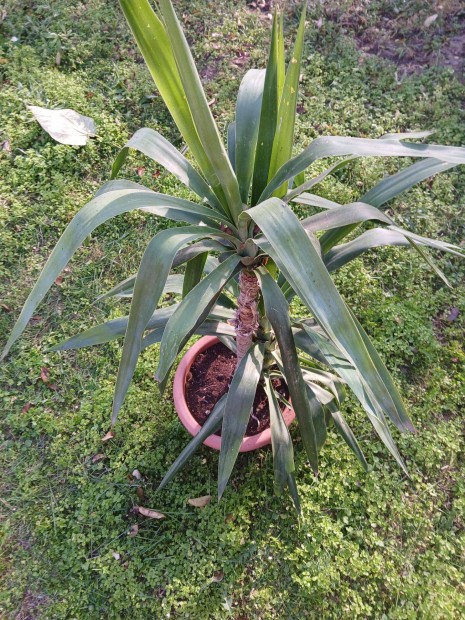 Elad jukka ( yucca) plma