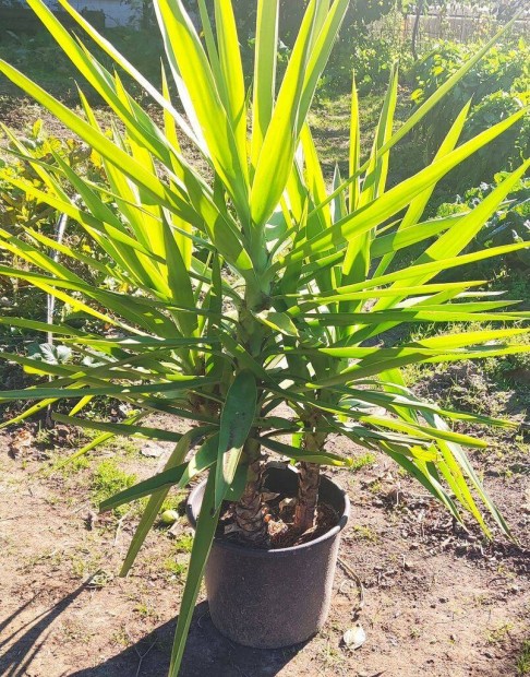 Elad jukka (yucca) plmk