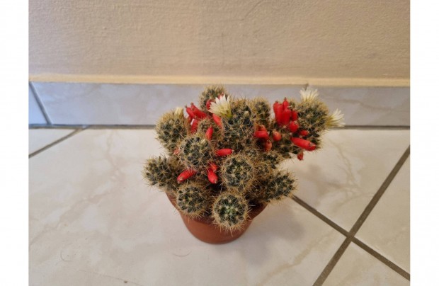 Elad kaktusz