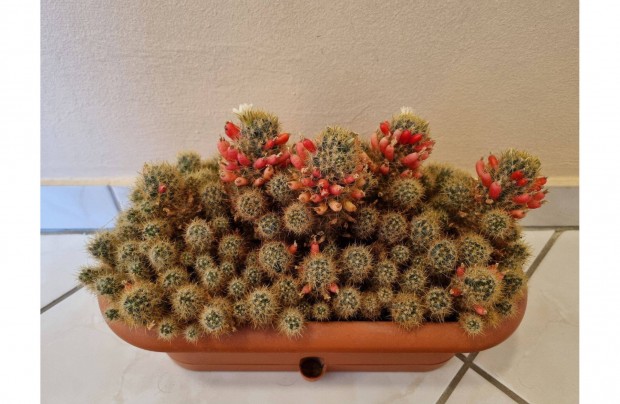 Elad kaktusz