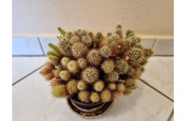 Elad kaktusz #6