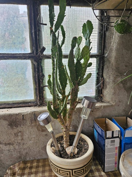 Elad� kaktuszok egyben agave, medvetalp