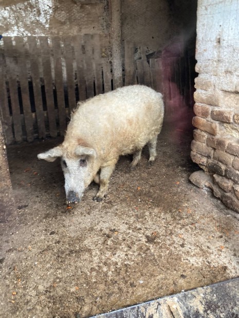 Elad kan mangalica