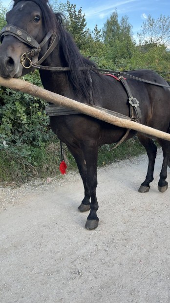 Elad kanca csik