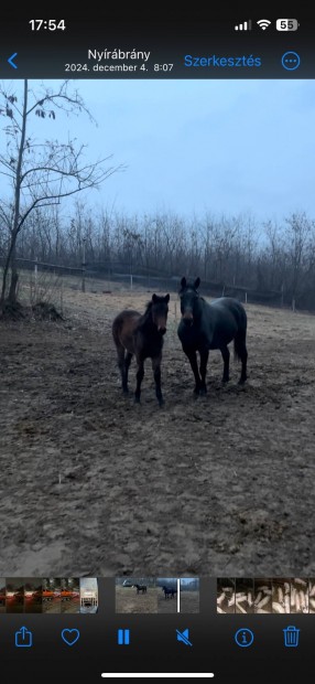 Elad kanca s kanca 4 hnapos csikojaval