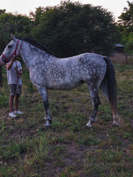 Elad kanca l
