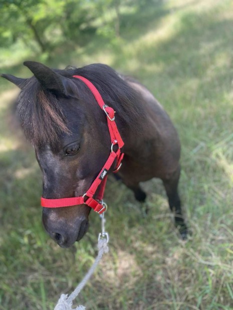 Elad kanca poni 