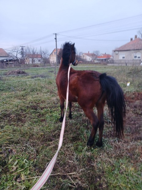 Elado kanca poni csiko