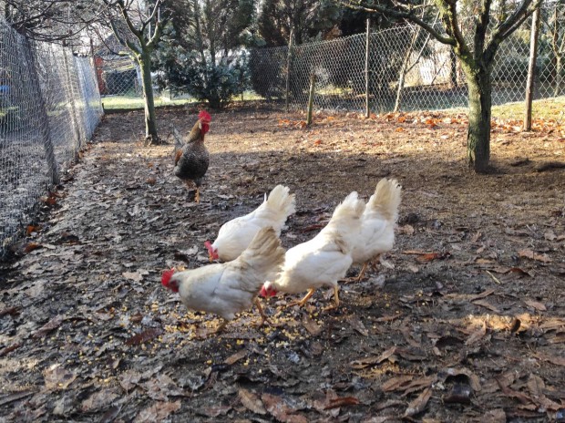 Elad kelteni val tojs (Leghorn X Legbr).