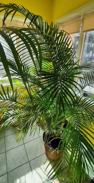 Elad� kencia p�lma