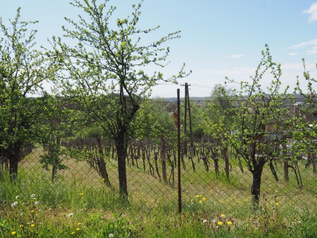 Elad� kert, gy�m�lcs�s, Eger