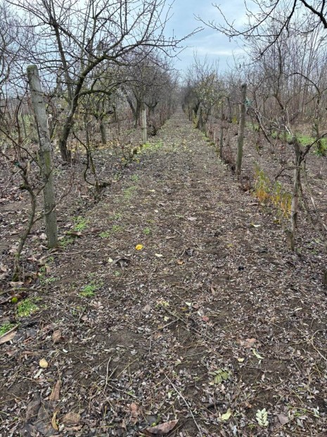 Elad� kert fel�j�tand� h�zzal