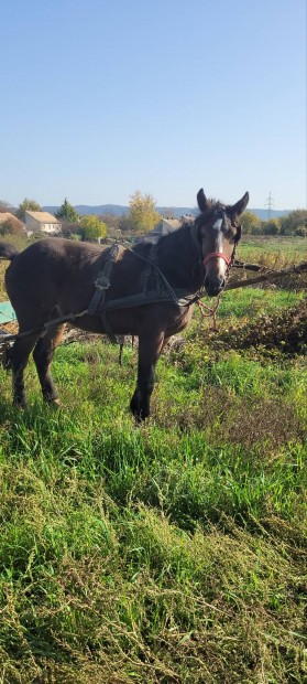 Elad kt ves kanca csiko