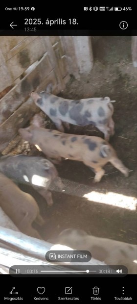 Eladó kismalac, kan süldő, anykoca