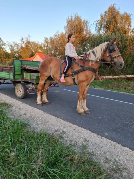 Elad kocsis kanca l