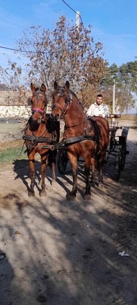 Elad kocsis kanca lovak 