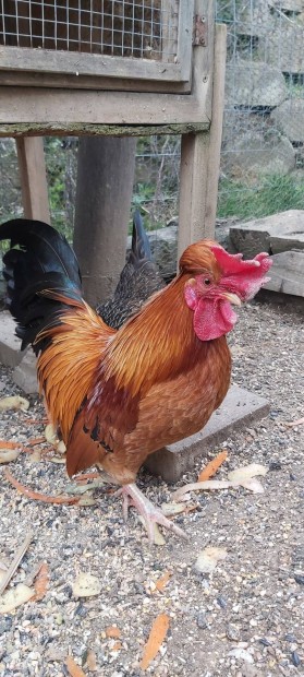 Eladó krédli kakas vagy krédli pár!