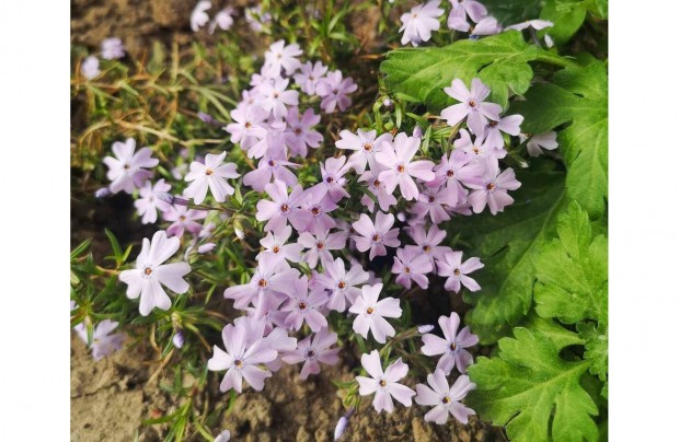 Elad� k�sz� l�ngvir�g