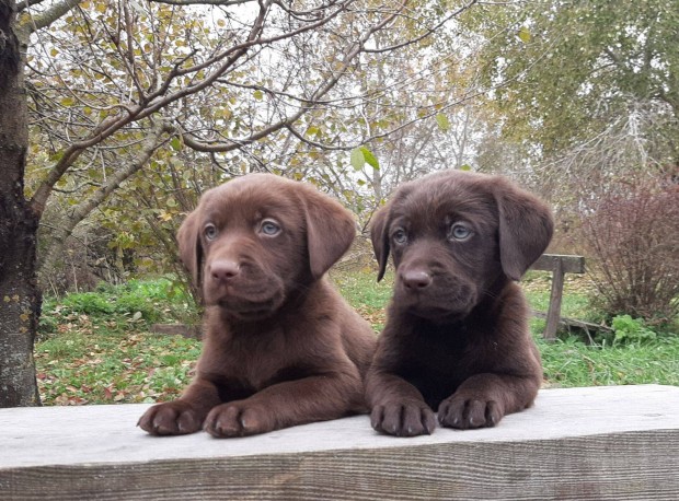 Elad labrador retriever ( csoki ) barna