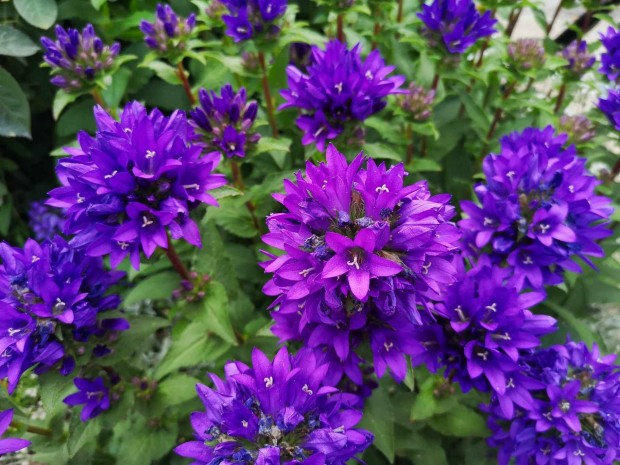 Elad� lila csom�s harangvir�g