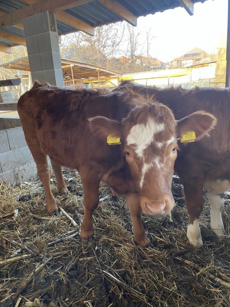 Elad limousin sz