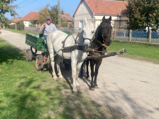 Elad lovak ostor kivgsig