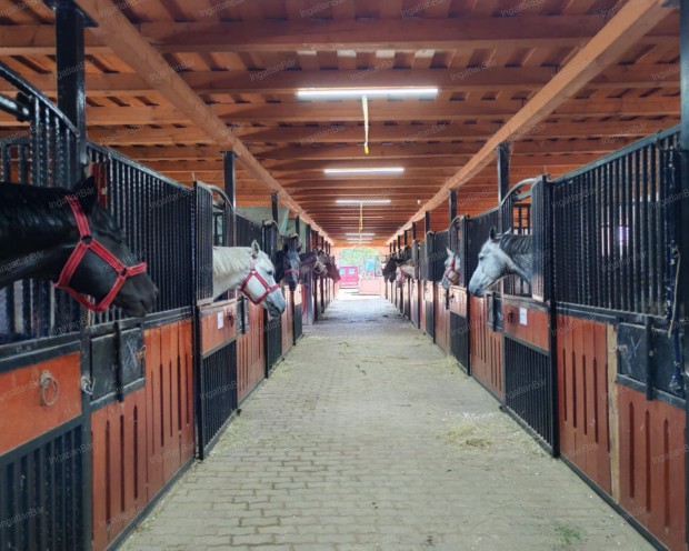 Elad� lovarda Ny�regyh�za