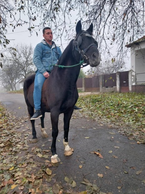 Elad magyar flvr kanca 