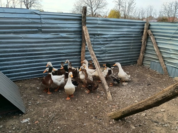 Elad� magyar kacsa 