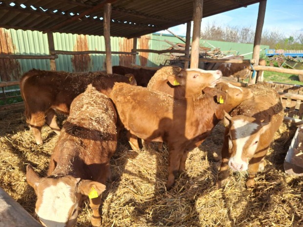 Eladó magyartarka X limousin növendék borjúk