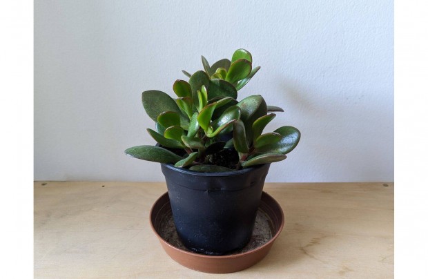 Elad majomfa pozsgafa crassula ovata 20cm