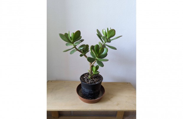 Elad majomfa pozsgafa crassula ovata 35cm