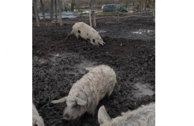 Elad malac mangalica