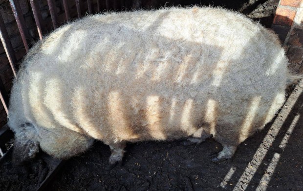 Elad mangalica