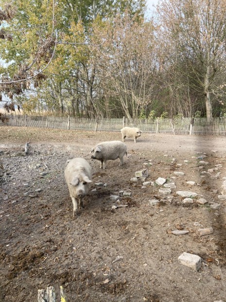 Elad mangalica