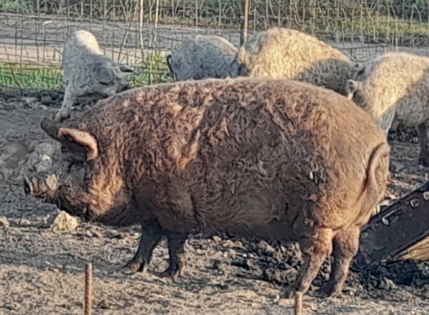 Elad mangalica