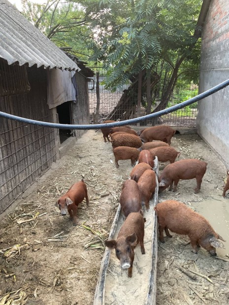 Elad mangalica